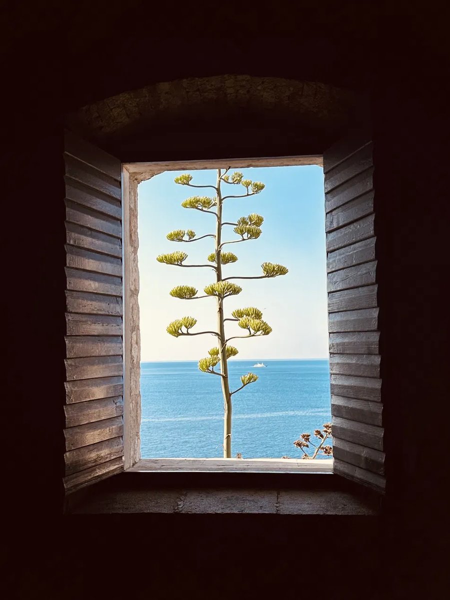 Agave plant framed in a stone window with sea view
