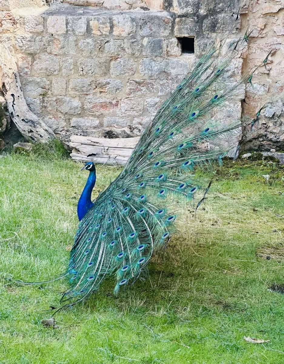 Peacock with tail fully spread, dancing on Lokrum