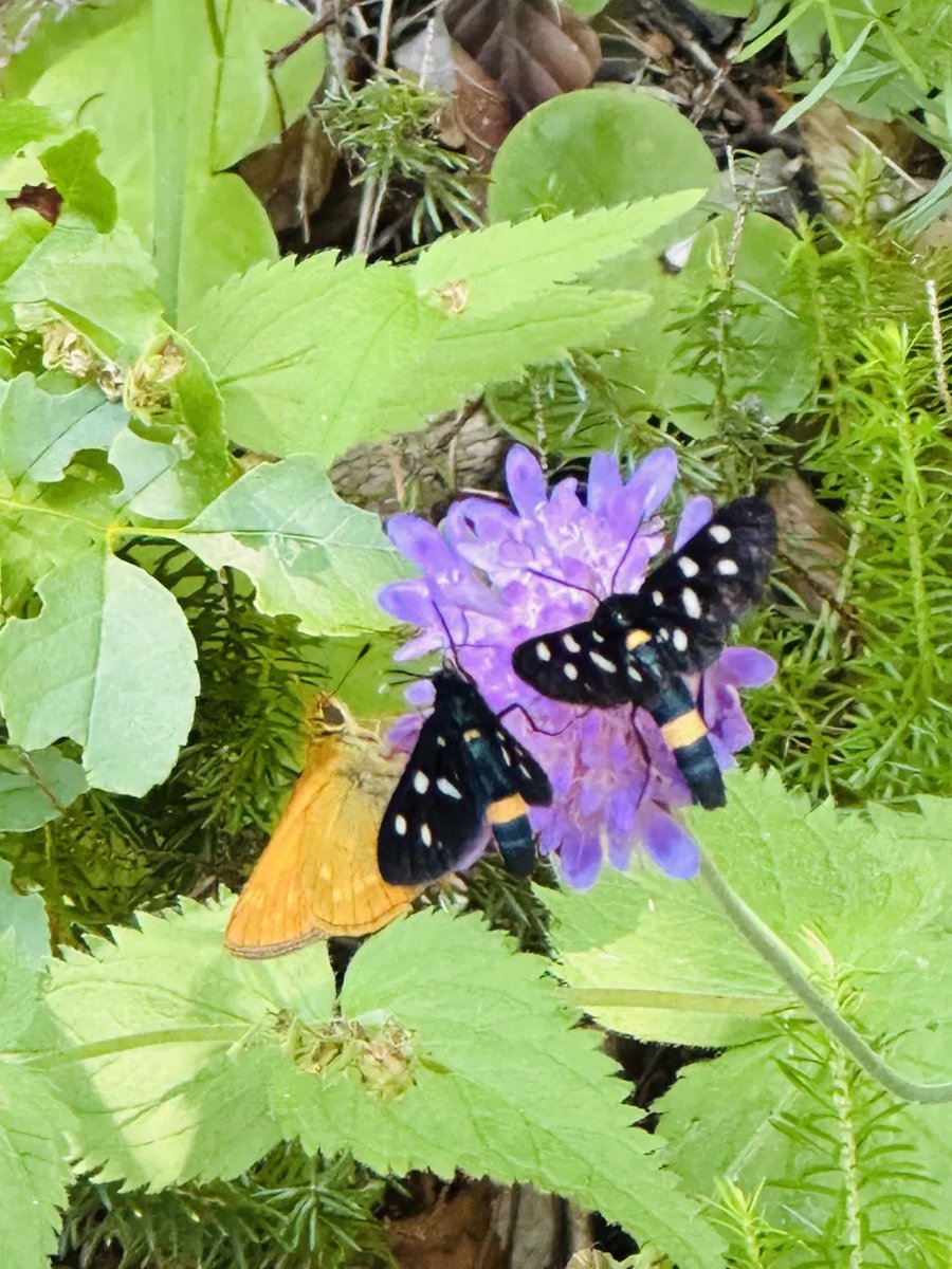 Butterfly macro shot at Plitvice
