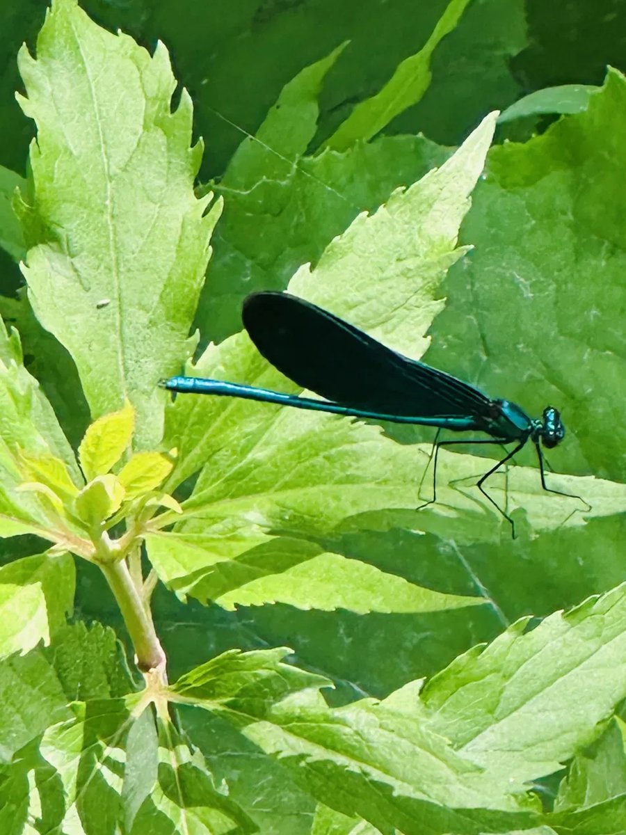 Damselfly macro shot at Plitvice