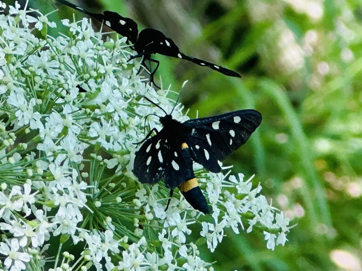 Two butterflies feeding on white wildflowers at Plitvice