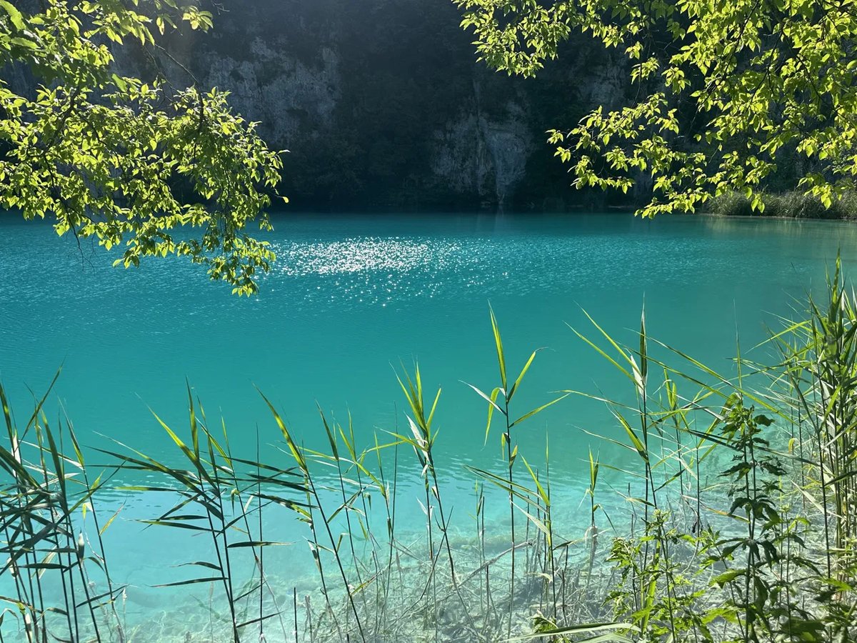 Turquoise lake with reeds at Plitvice National Park