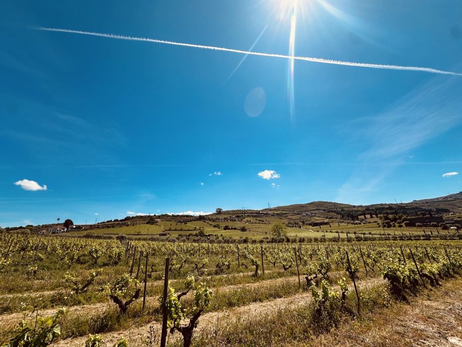 Douro Valley vineyards